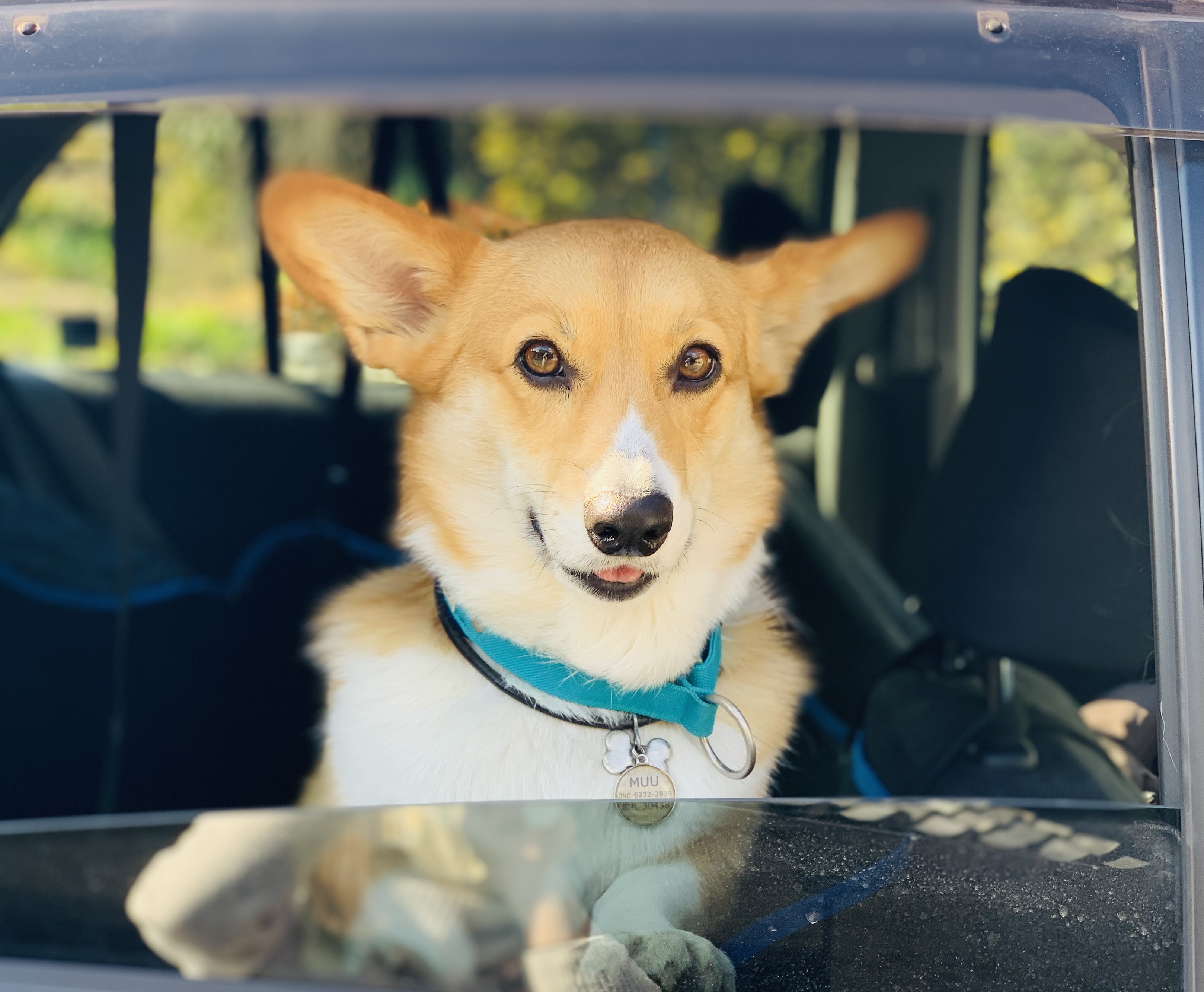 簡単 犬が車に吠えることへの対策をシチュエーション別に解説 わたしいろどっとみー