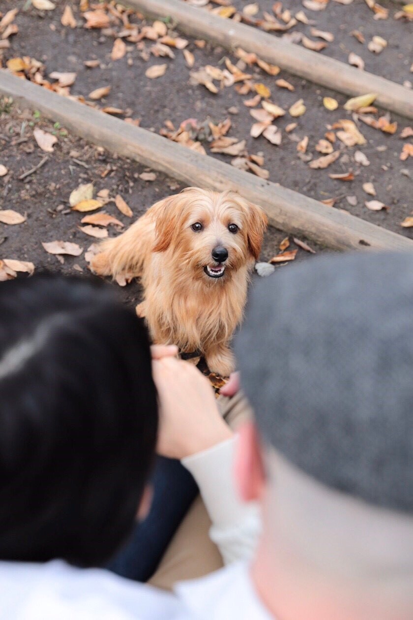 最新 犬 怒られる 目をそらす 動画 6694 犬 怒られる 目をそらす 動画 Apixpixnem