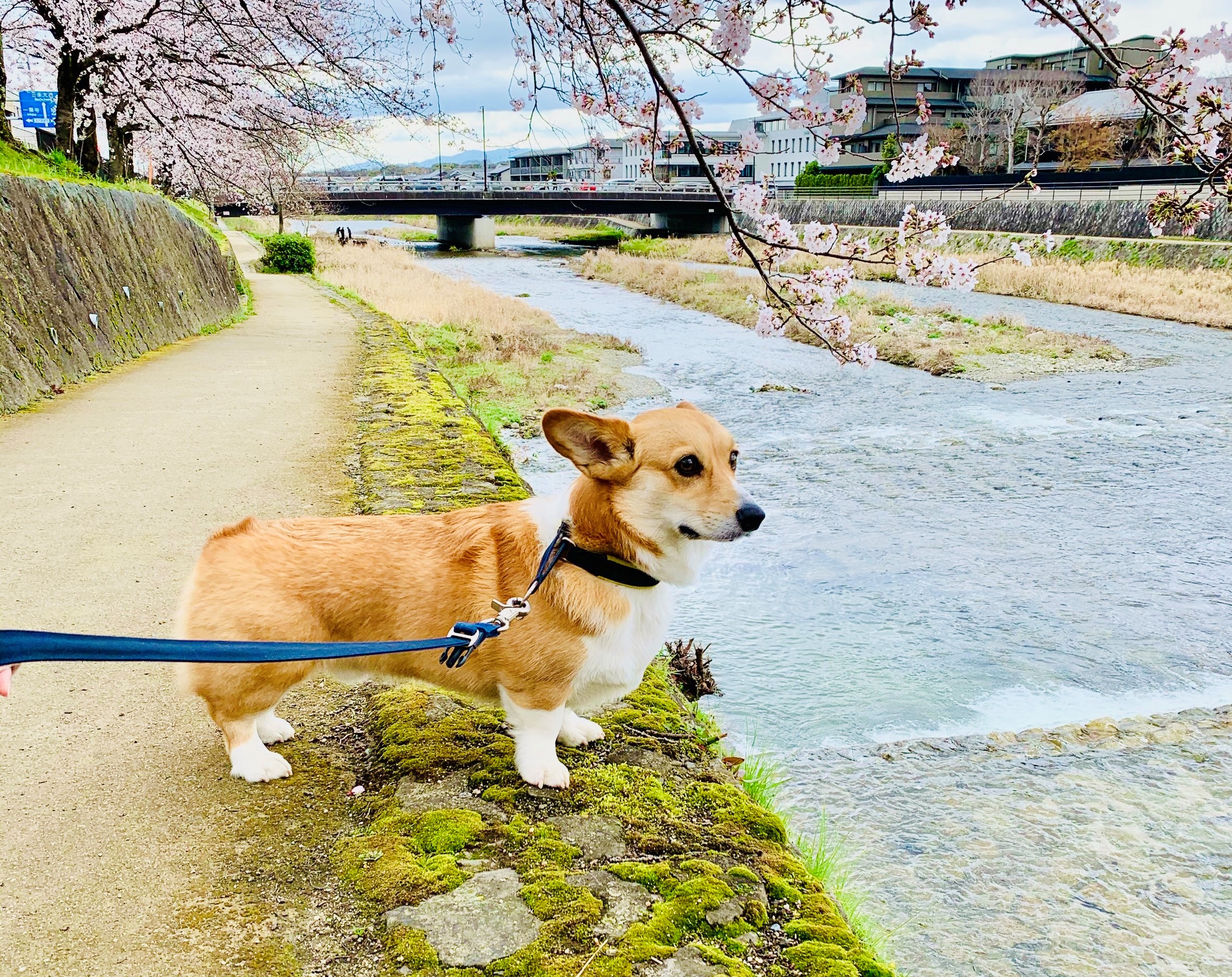 散歩時の犬のしつけ方を4つのシチュエーション別に解説 動画あり わたしいろどっとみー