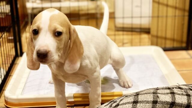 犬の無駄吠え 無視の仕方と無視をしても効かない時の対策6選 わたしいろどっとみー